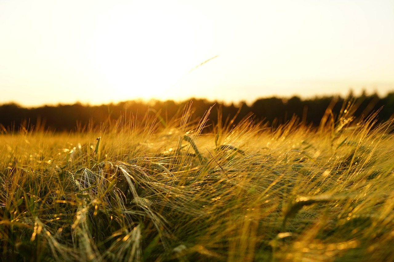 Landwirtschaft